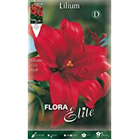 BULBI AUTUNNALI Lilium ASIATIC ROJO Paquete de 2 bulbos a granel